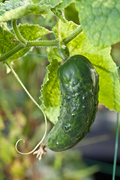 istock Cucumber in the garden. 488469176