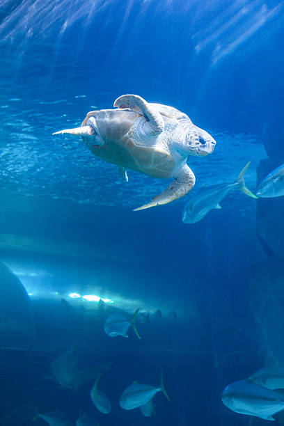 istock Turtle swimming in a tank 488469474