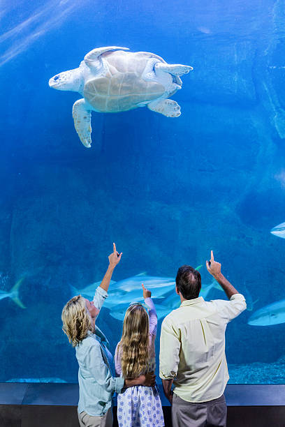istock Happy family pointing at turtle in a tank 488469546