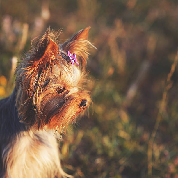 istock Puppy yorkshire terrier outdoor. 488470124