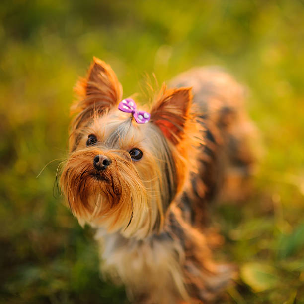 istock Puppy yorkshire terrier outdoor. 488470144