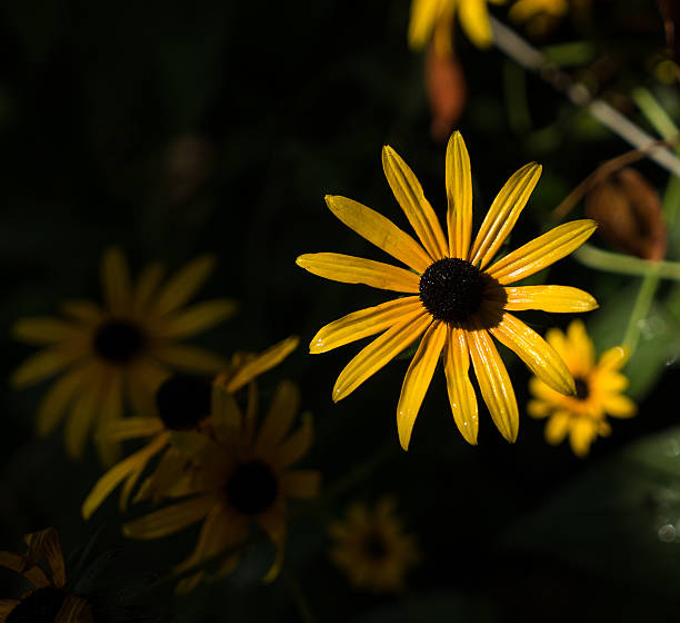 istock Vibrant rudbeckia flowers 488470280