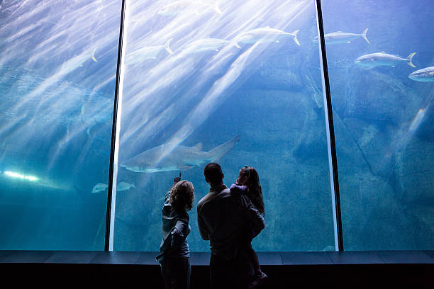 istock Happy family looking at the fish tank 488470568
