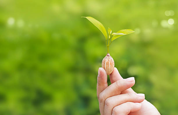 istock human hands holding plant growing seed on green nature 488470692