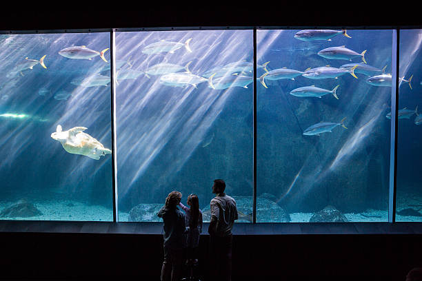 istock Happy family looking at the fish tank 488471166