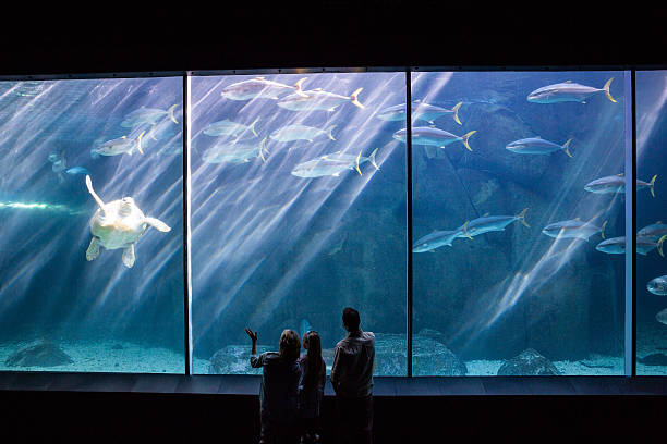 istock Happy family looking at the fish tank 488471220