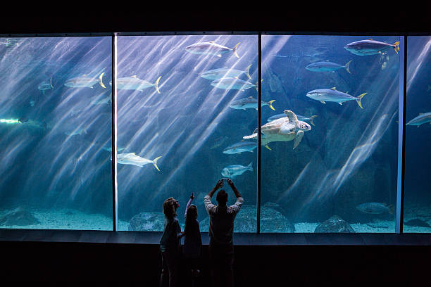 istock Happy family looking at the fish tank 488471364