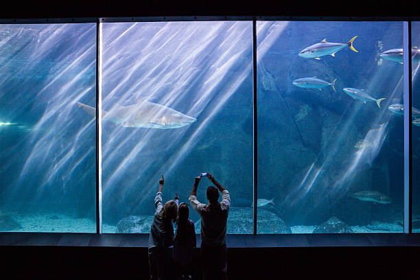 istock Happy family looking at the fish tank 488471418