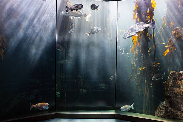 Fish swimming in a darkest tank with yellow algae