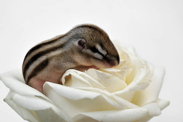 Small chipmunk Small chipmunk sleeping in a white rose sleeping squirrel stock pictures, royalty-free photos & images