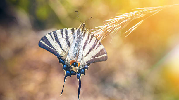 красивые iphiclides podalirius бабочки на ear of corn - scarce swallowtail стоковые фото и изображения