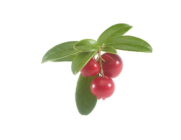 istock Branch of cowberry 488472168