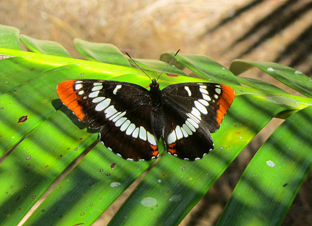 istock Beatutiful Butterfly in nature -different colors 488472247