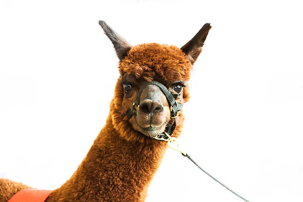 Front view of brown alpaca isolated on white background, full frame horizontal composition with copy space