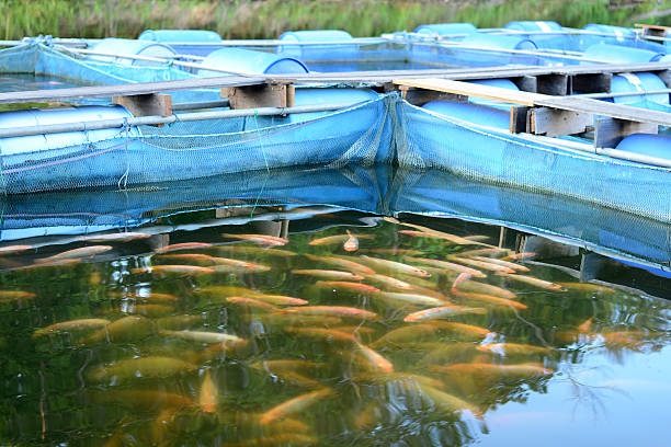 Tilapia fish farm in Thailand