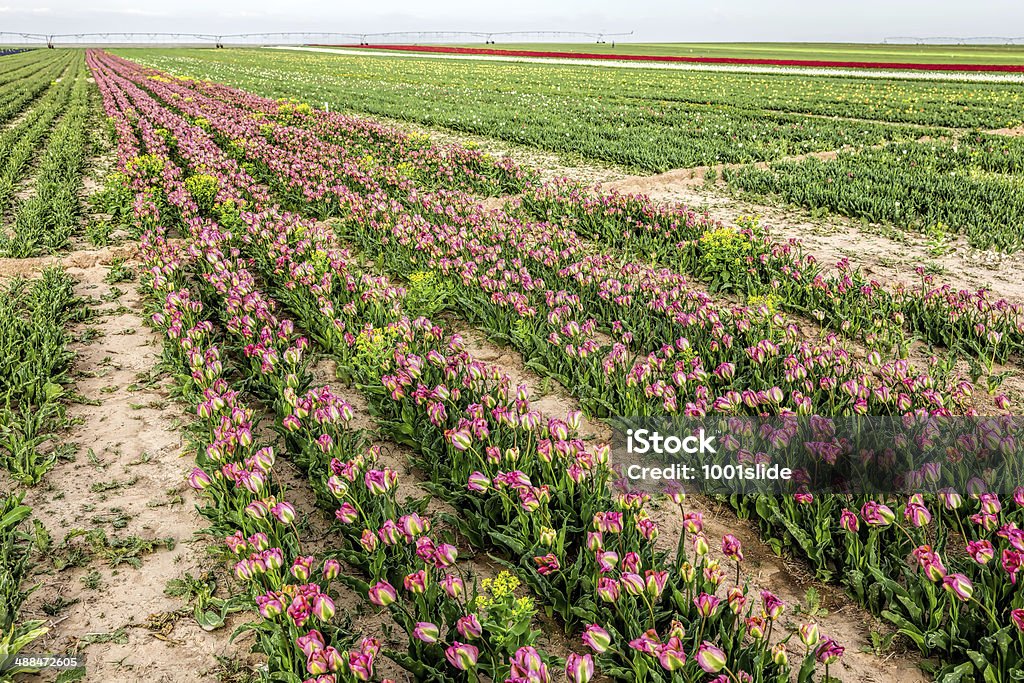 Tulpenfelder - Lizenzfrei April Stock-Foto
