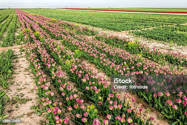 Tulpenfelder Stockfoto und mehr Bilder von April - April, Bildschärfe, Blume