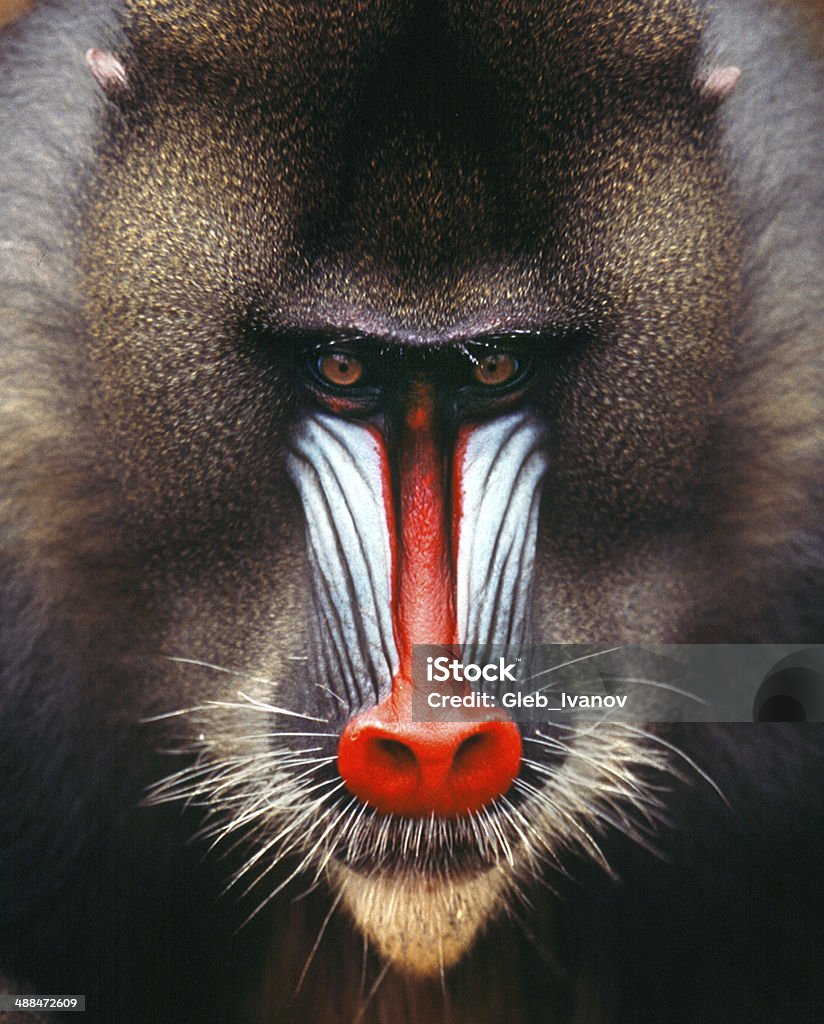 wild animals Mandrill, baboon, face, Gabon, Africa Baboon Stock Photo