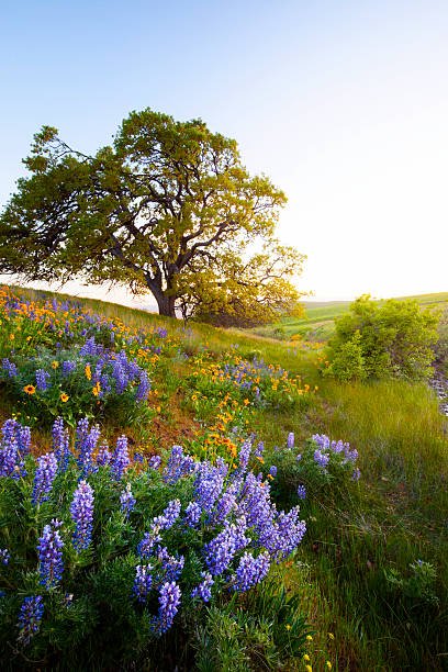 Columbia Hills State Park Washington. A meadow full of blooming lupine and balsamroot in Columbia Hills State Park, Washington. balsam root stock pictures, royalty-free photos & images