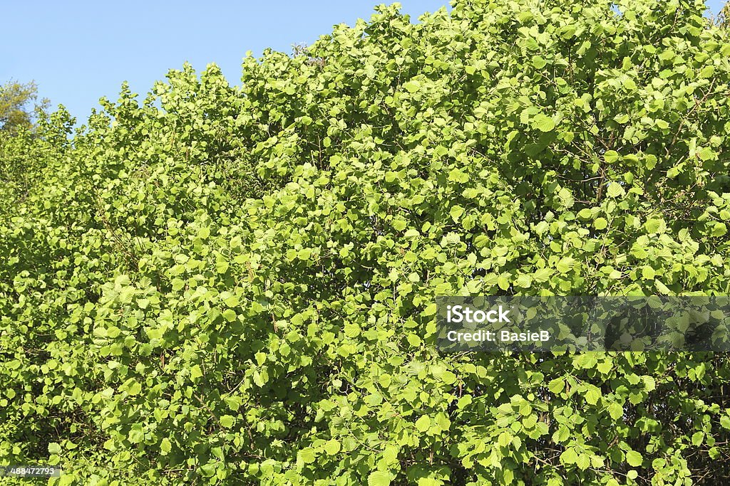 Haselnuss-Blätter - Lizenzfrei Baum Stock-Foto
