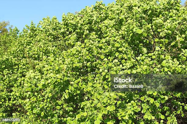 Haselnussblätter Stockfoto und mehr Bilder von Baum - Baum, Blatt - Pflanzenbestandteile, Fotografie