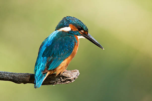 istock Male Common kingfisher 488473143