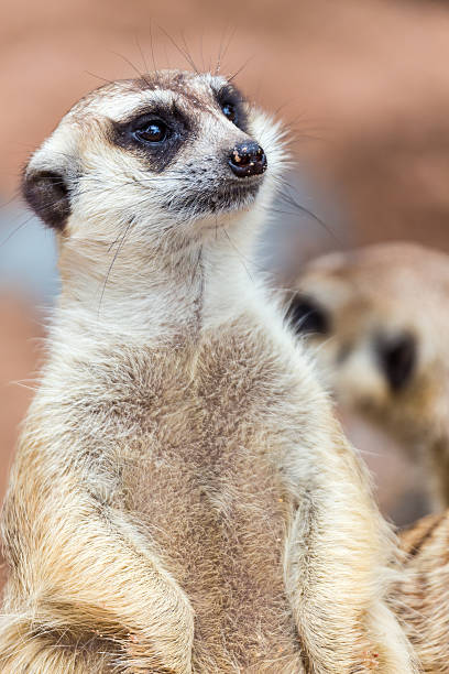 istock meerkat in with blur background 488473897