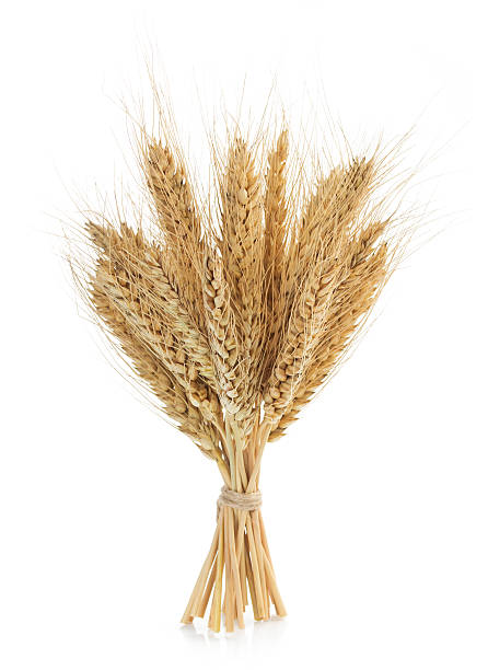istock ears of wheat isolated on white 488473928