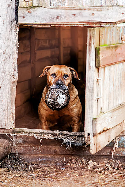istock Old dog in a dog pound 488473975