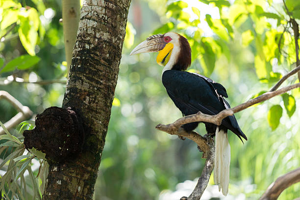 Wreathed Hornbill wreathed hornbill sitting on the branch wreathed hornbill stock pictures, royalty-free photos & images