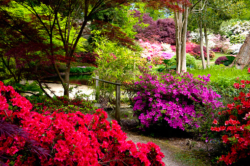 London, England - June 10, 2009: A pathway through Azaleas and Rhododendrons in Exbury Ornamental Botanical Gardens in Hampshire,