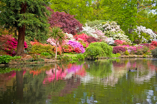 London, England - June 10, 2009: Reflections of Azaleas and Rhododendrons in the pond in Exbury Ornamental Botanical Gardens in Hampshire.