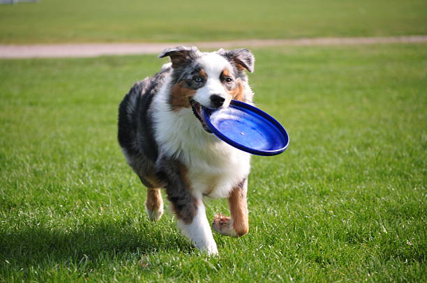 Dog holds a frisbee An Australian Sheperd runs smiling with a frisbee. plastic disc stock pictures, royalty-free photos & images