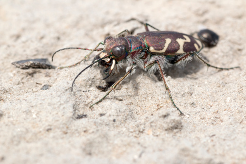 North of Lamar, Colorado, a tiger beetle consumes another smaller beetle while running across the prairie sands.