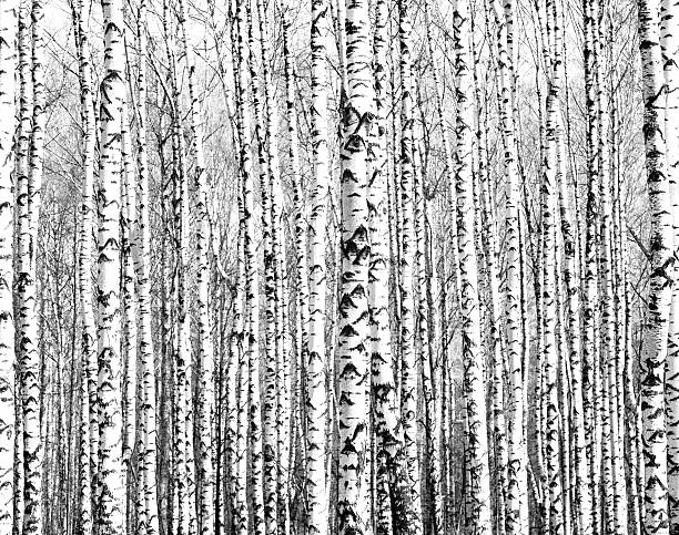 istock Trunks of birch trees black and white 488474703
