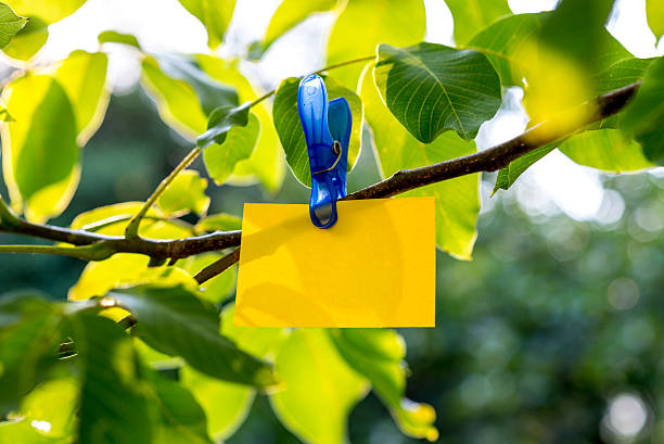 istock Yellow paper card hanging from a fresh green tree branch 488475000