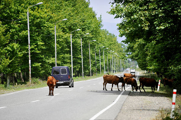 as vacas na estrada na geórgia - cattle drive - fotografias e filmes do acervo