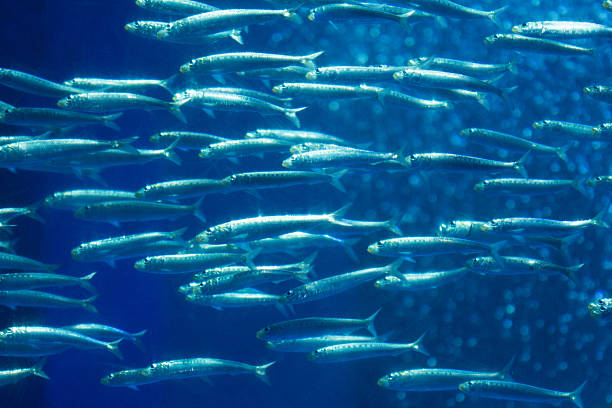 istock Herd of sardine 488475299