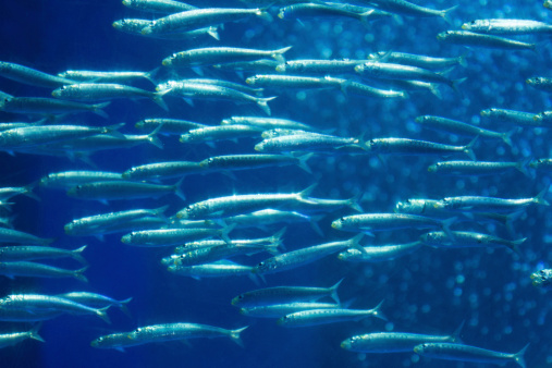 Herd of sardine