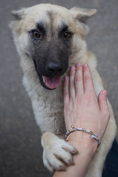 istock Stray dog in Koh Chang 488475705