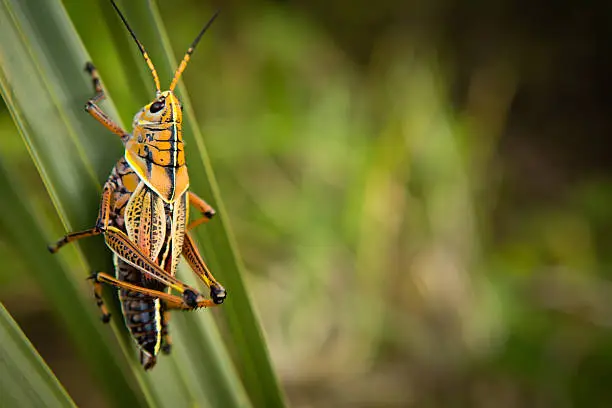 Photo of Single Southeastern Lubber Grasshoppers Sitting on Leaf