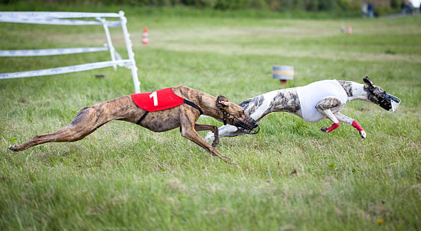 dois greyhounds - sight hound - fotografias e filmes do acervo