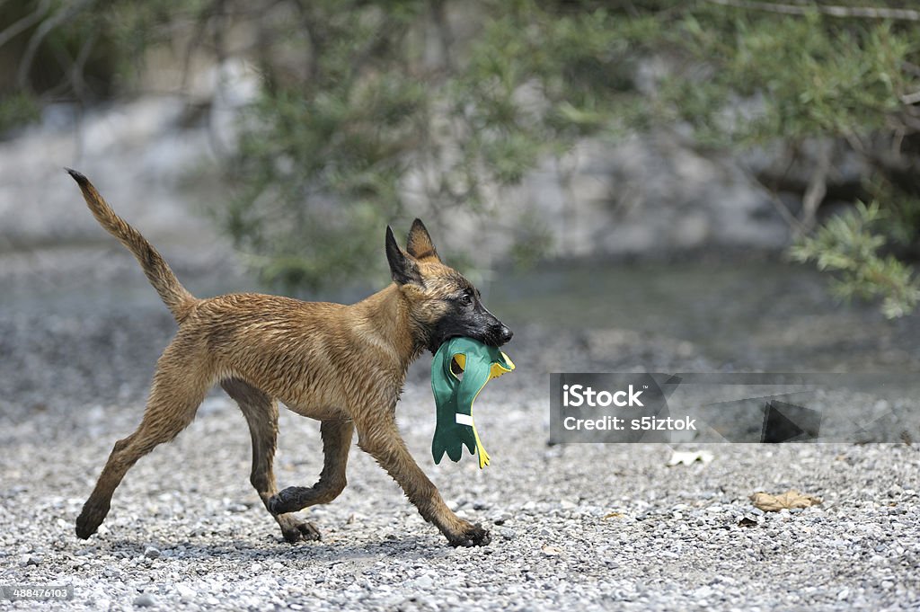 Malinois cachorrinho arrastando um brinquedo no banco do rio, - Foto de stock de Alegria royalty-free