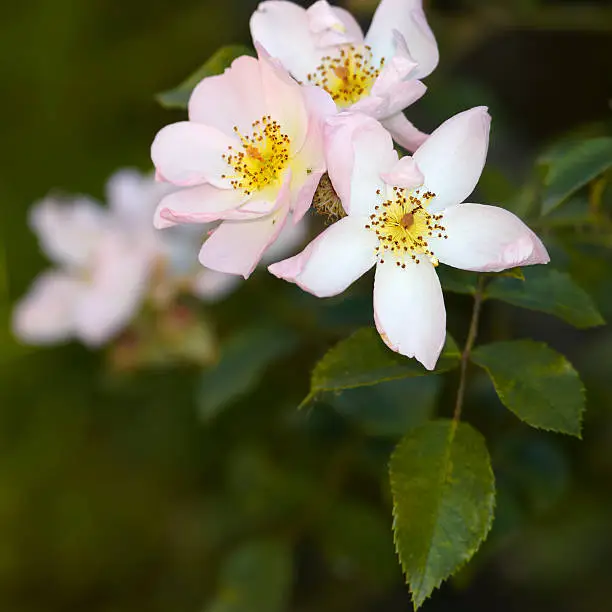 Briar branch - wild rose blossom