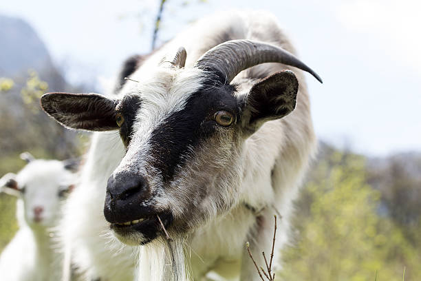 istock Portrait of a funny goat 488478109