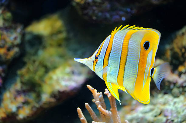 istock Tropical fish chelmon rostratus 488478167
