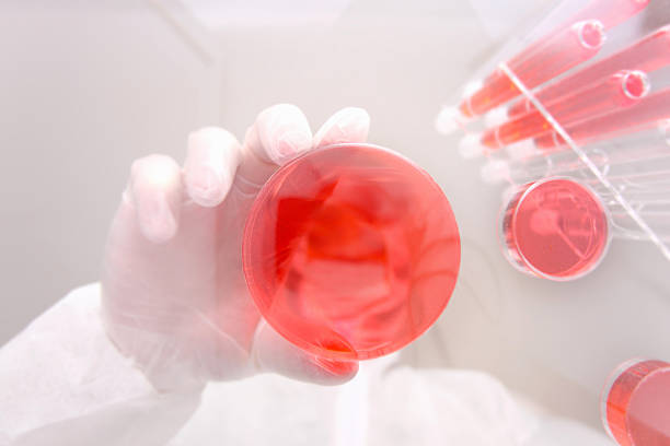 istock Science laboratory, scientist holding petri dish, red liquid, from below 488478665