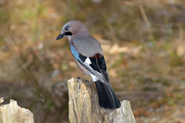 istock Jay (Garrulus Glandarius) in natural habitat 488478719
