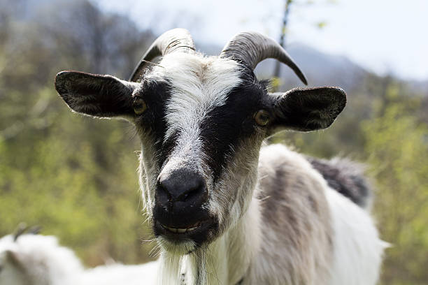 istock Portrait of a goat 488479053