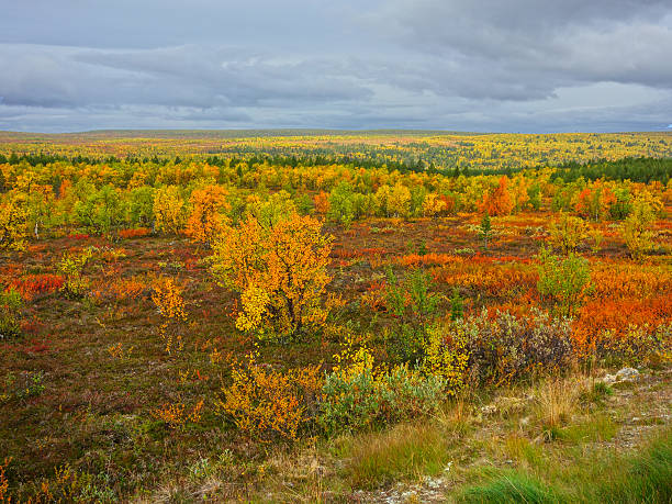 arctic tundra stock photo